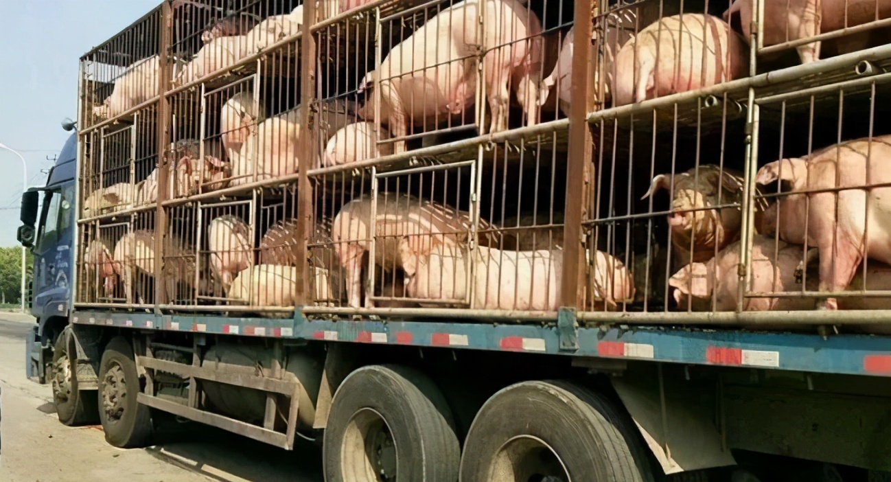 中南六省调运生猪对猪价影响,生猪何时跨省调运最新