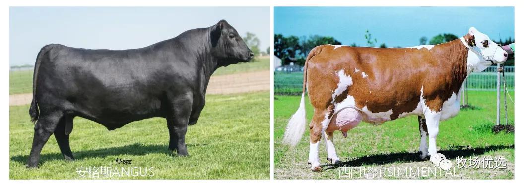 一般市场的牛肉可以做牛扒吗,煎牛扒买什么牛肉