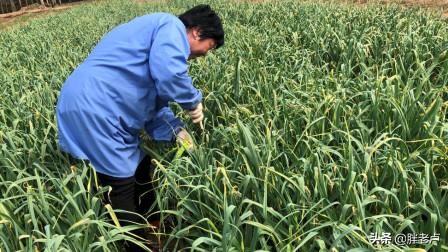 蒜薹坐了过山车,10天从5元跌到4毛,农民蹲地头直犯愁,菜贱伤农