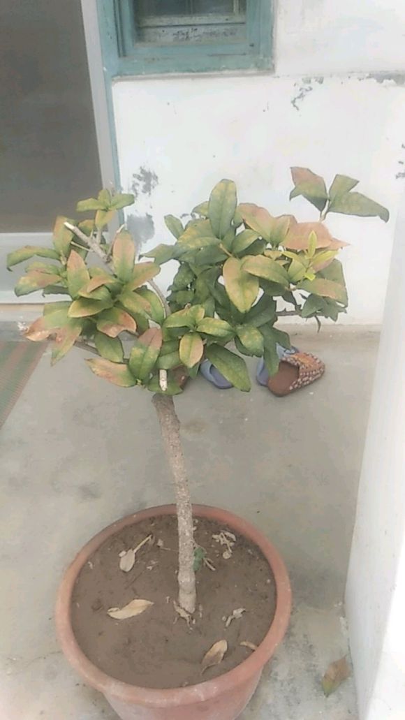 桂花叶子发黄掉落，注意3点小细节，恢复生机花香十里