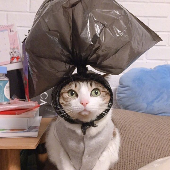 很小众却很惊艳的姐妹可爱头像,姐妹头像一个可爱一个霸气超可爱