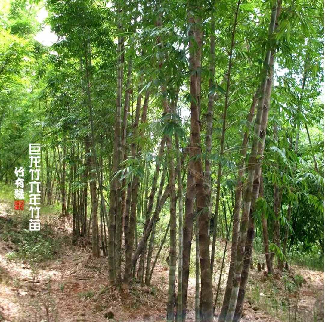 巨龙竹种多久成材,养龙竹风水