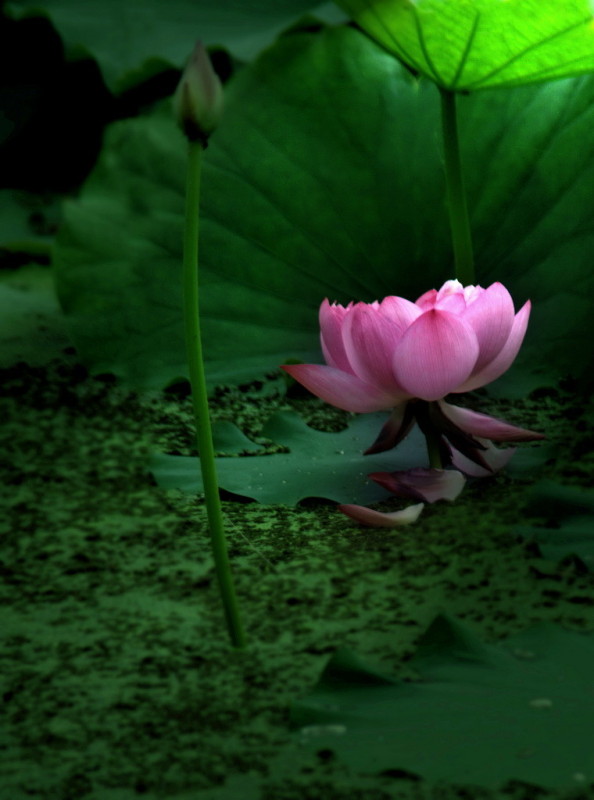 醉爱相思梦相随,醉相思梦相随