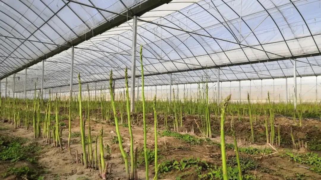 白色总比绿色贵，其实都是智商税，以后别被骗了，网友：都是炒作