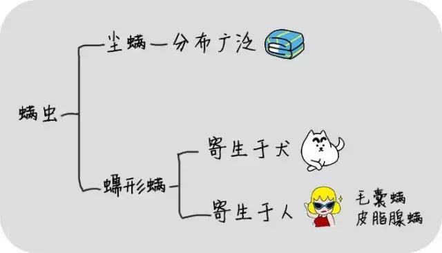 脸上有螨虫的10个征兆,脸上有螨虫的人要注意了