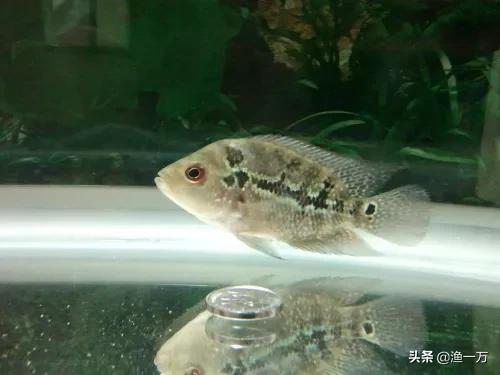 罗汉鱼的养法和注意事项,饲养罗汉鱼苗注意事项