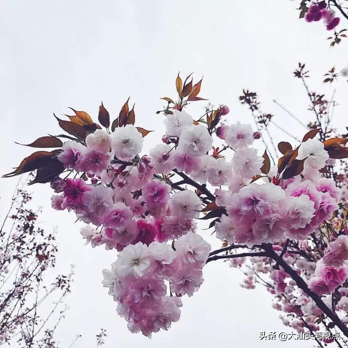 春花能做什么菜,潮汕春花做法大全