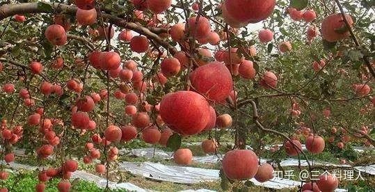 灞变笢鐨勮敩鑿滅粰鍝噷渚涚粰,灞变笢鐨勮敩鑿滈兘渚涘摢閲屼簡