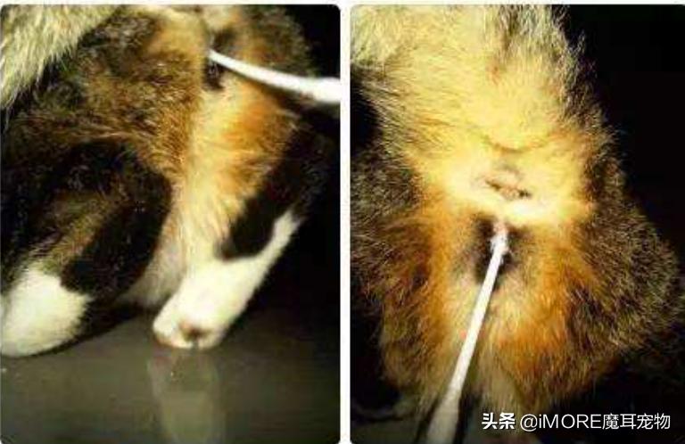 辟谣!棉签可以让母猫停止发情?铲屎的,我建议你住手