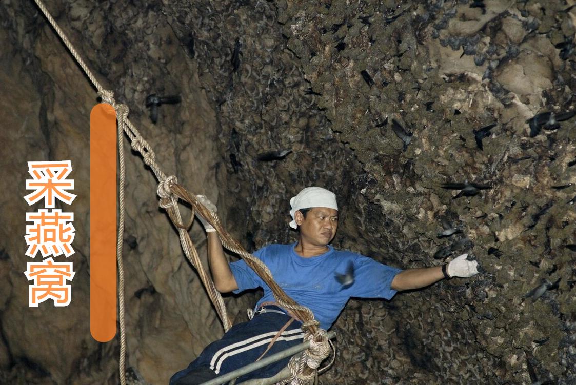 燕窝真不如鸡蛋吗,燕窝好不好怎么鉴别