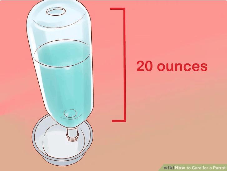 鹦鹉如何饲养攻略图解教程,迷你鹦鹉幼鱼饲养方法