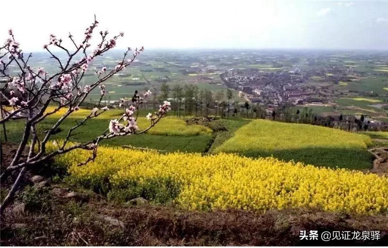 回顾龙泉驿百年变迁简报,龙泉驿区发展展望