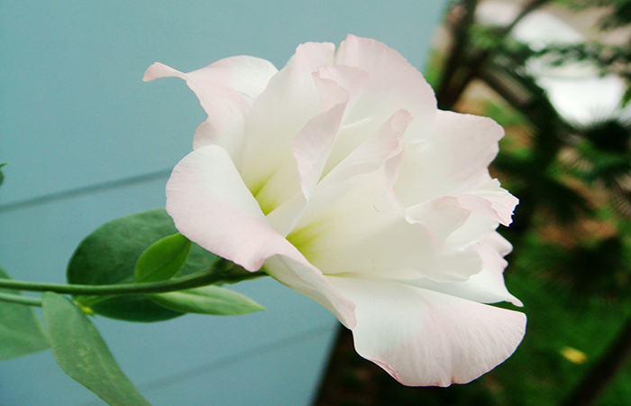 世界上最昂贵的花一朵价值1500万,世界上最贵最好看的花是什么花