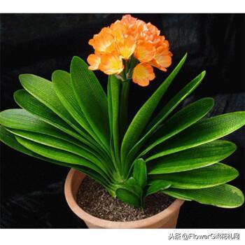 君子兰夹箭后要多浇水还是少浇水,养护君子兰需要什么盆土