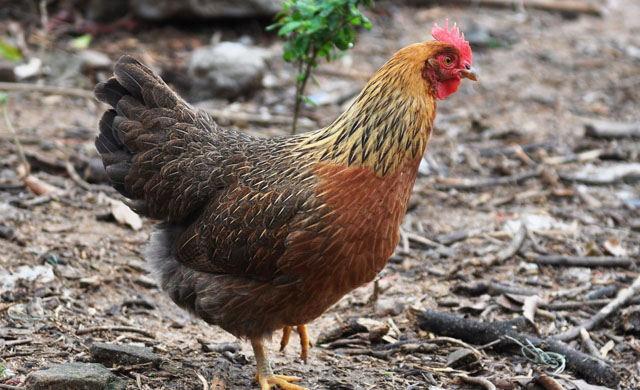 鸡拉血水怎么治疗,鸡拉血怎么治疗最快偏方