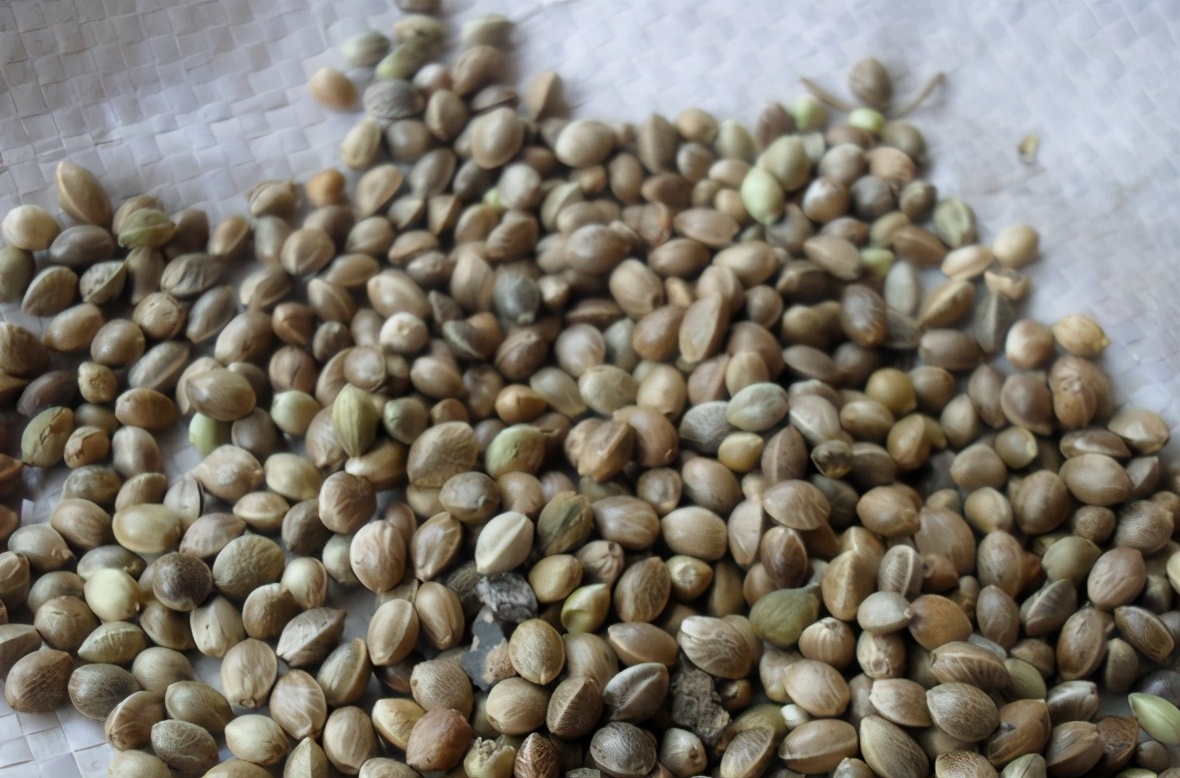 火麻子仁的古法吃法,火麻子怎样去掉壳