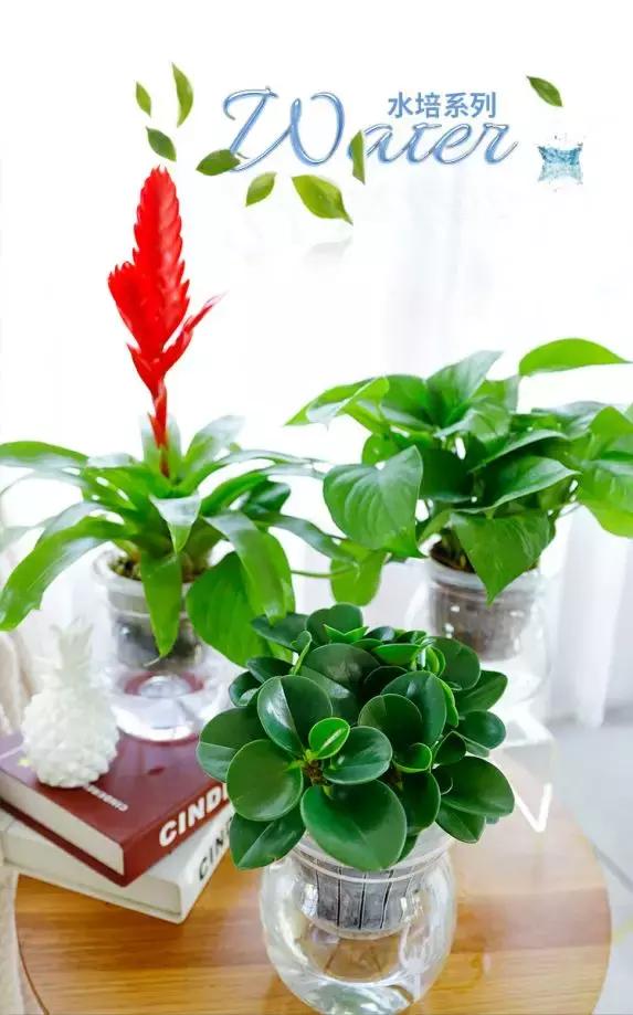 水培绿萝能放桌上吗,桌上水培花草