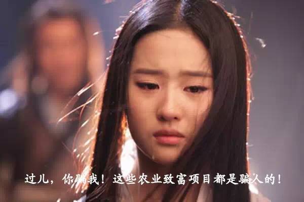 北方农业种植致富项目,农业种植致富项目有什么