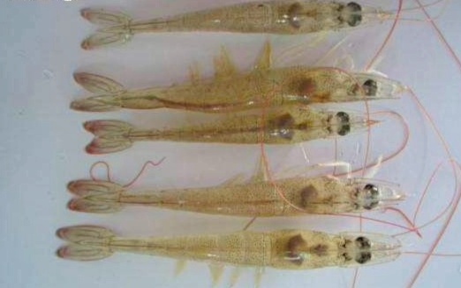 吃的虾怎么养才能活得更久,水温低虾吃料慢吗