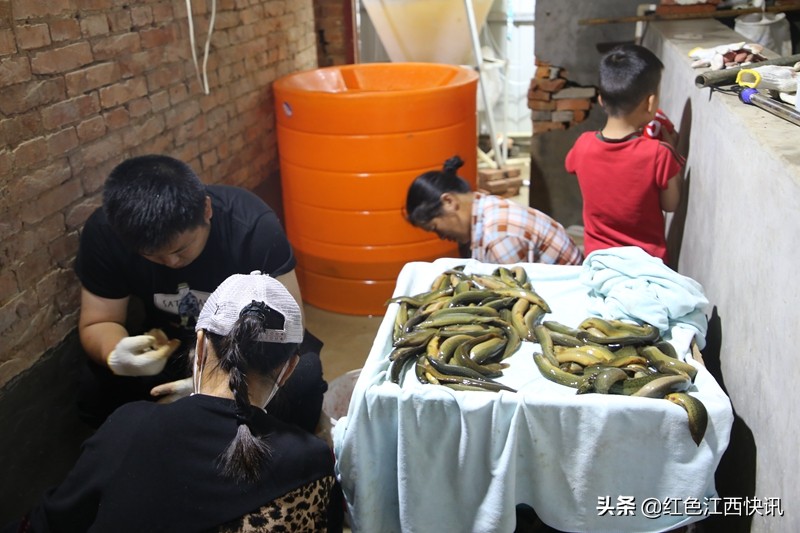 段元星的“泥鳅经”：育苗养殖一条龙脱贫路上“加速度”