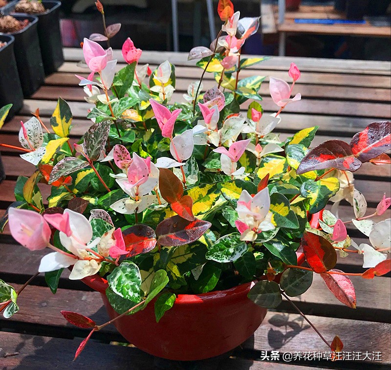 花叶络石要想叶更“花”,养护需要做好这几点,否则花叶变绿叶