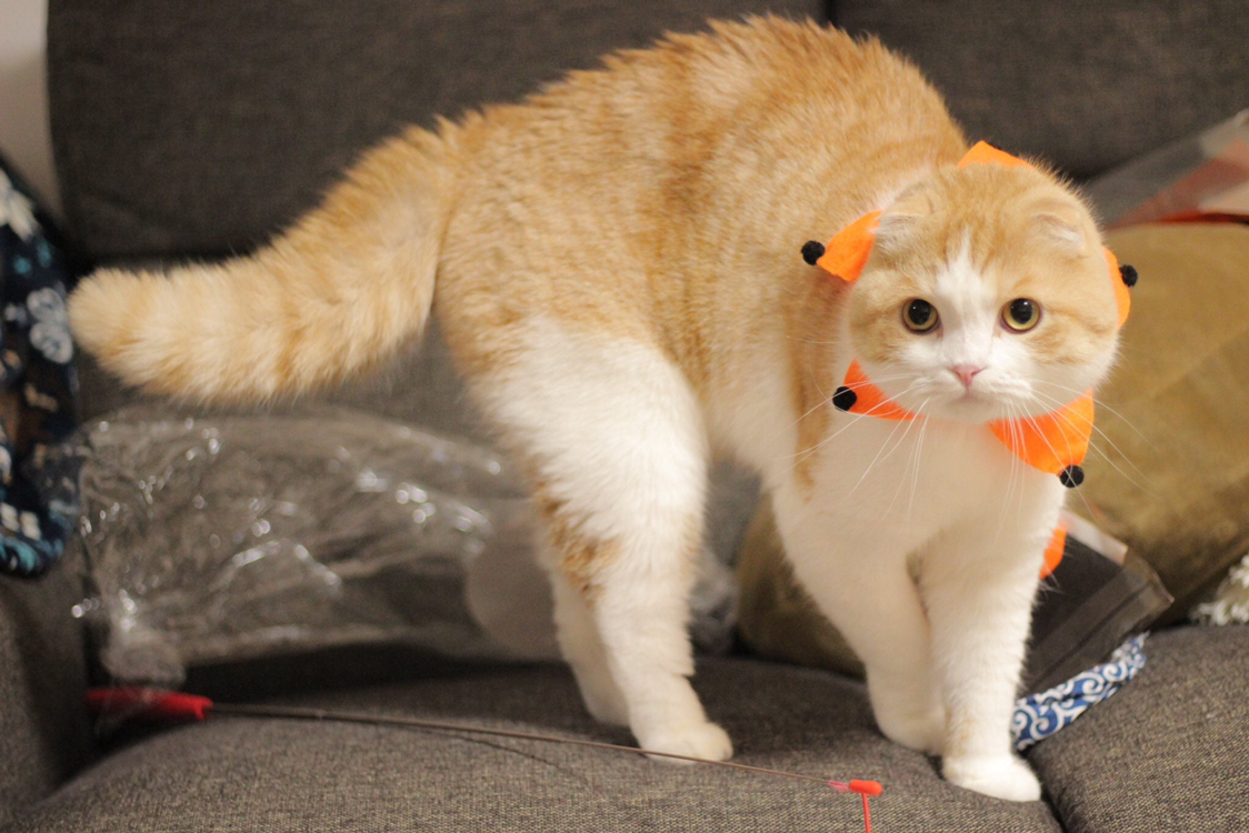 怎么样把受了惊吓的猫引出来,如何惊吓猫咪