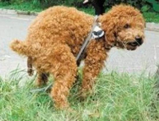 @三灶养犬人：这里有个活动与您有关