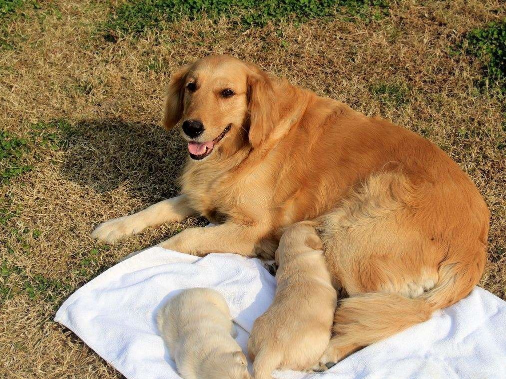 宠物绝育真的假的,想要让猫咪繁育是不是应该不绝育