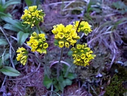 1月至12月生日花的花语,什么花语是祝福生日快乐的花