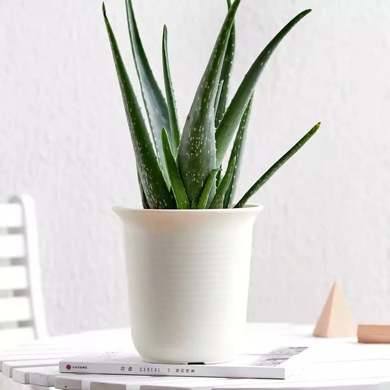 净化空气吸甲醛最好的植物大盆栽,净化空气除甲醛室内最佳植物排名