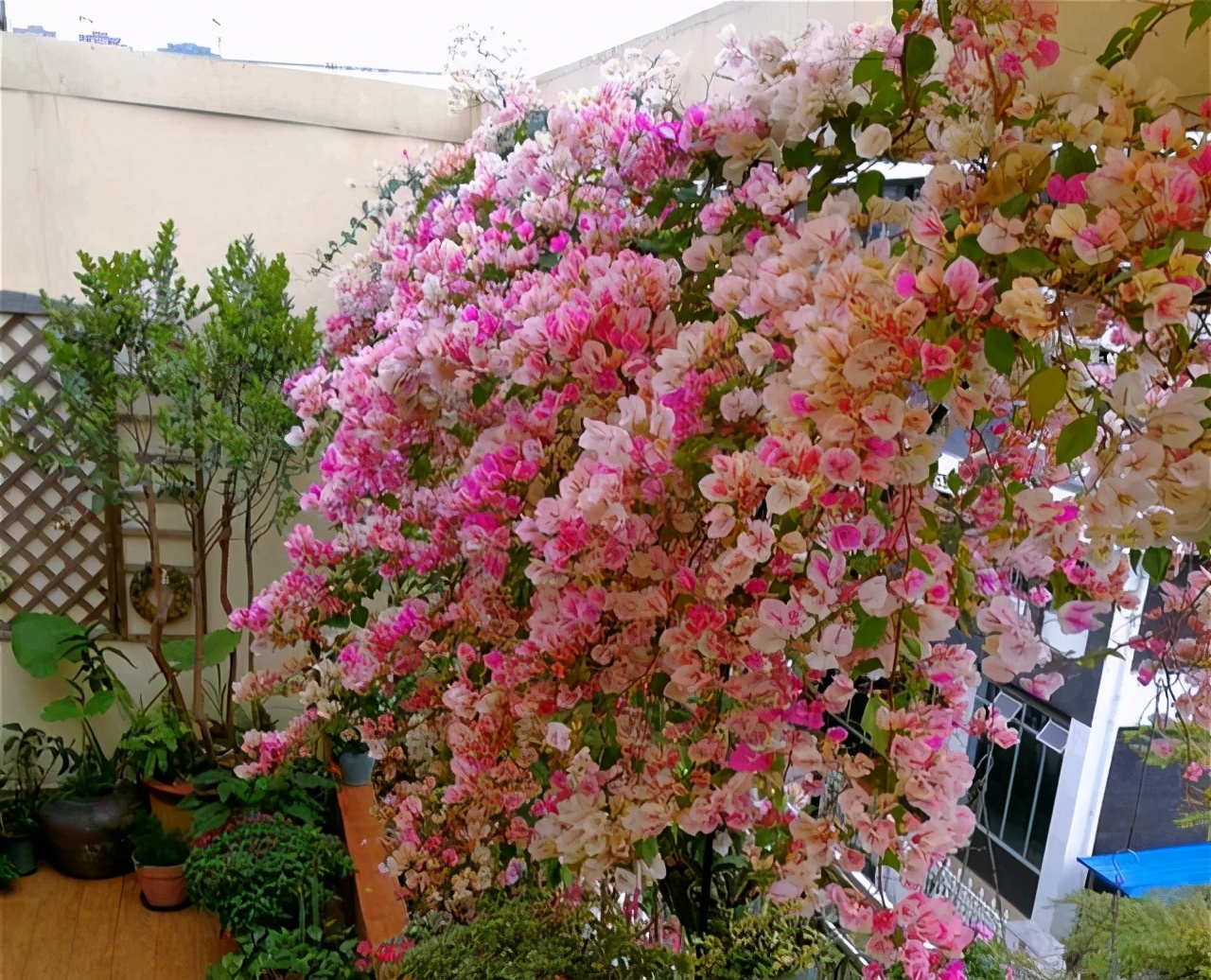 三角梅怎么养成瀑布,三角梅长成瀑布需要多大的盆