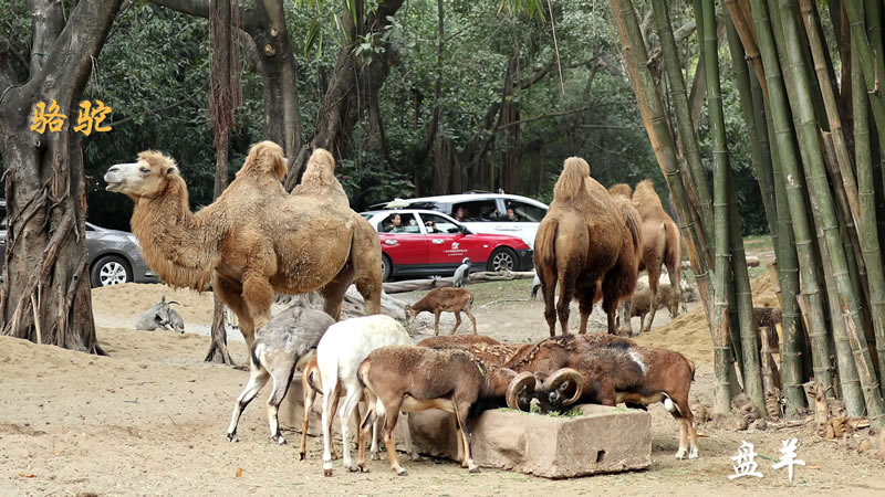 广州一日游长隆野生动物园日记,广州长隆野生动物世界参观指南