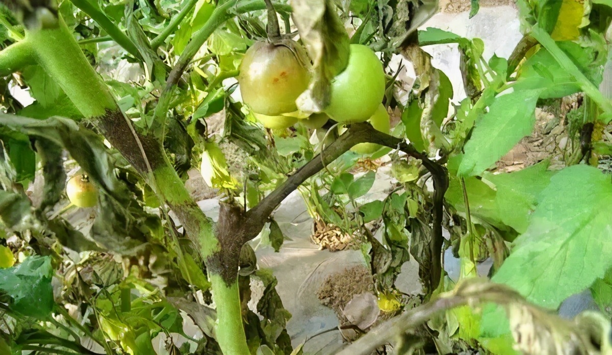 西红柿秧子变黑怎么办,西红柿变黑了怎么回事