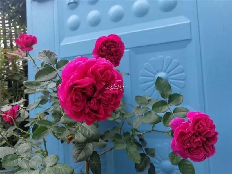 天竺葵的养护视频,垂吊天竺葵的养护