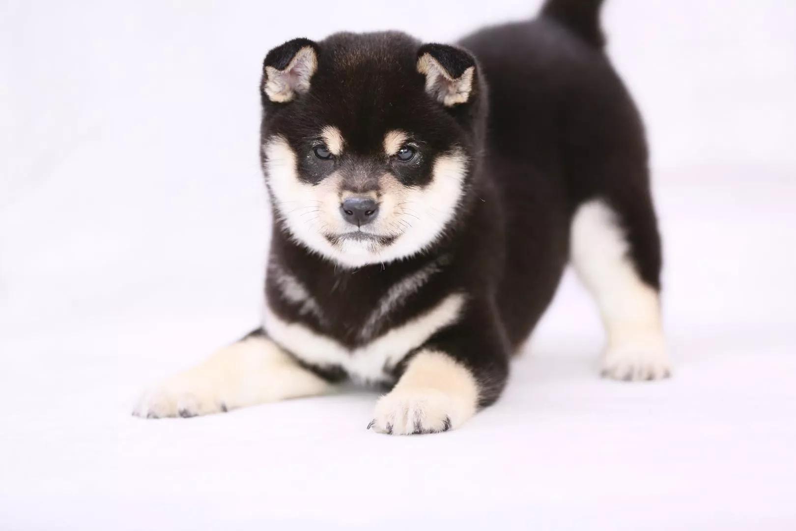 如何选择一只纯种的柴犬,如何选择一只正宗的柴犬