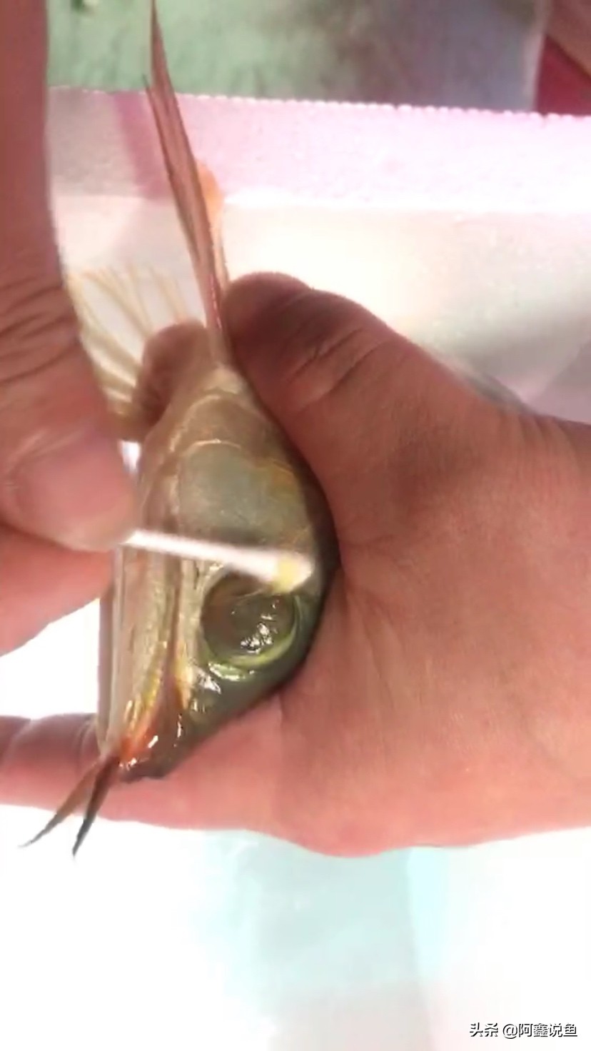 红龙蒙眼用什么药最好,红龙蒙眼很厉害怎么办