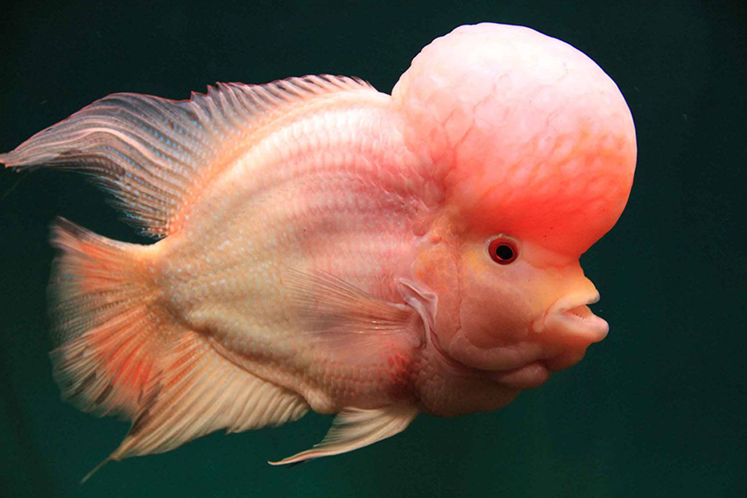 深水鱼缸不让鱼缺氧的办法,鱼缸困水除氯气是智商税吗