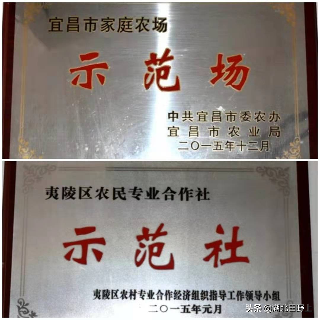 推荐的民宿采摘,浙江隐匿山野的民宿桃源仙境