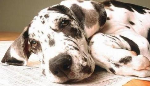 狗狗从小纠正护食训练,如何纠正狗狗的护食坏习惯