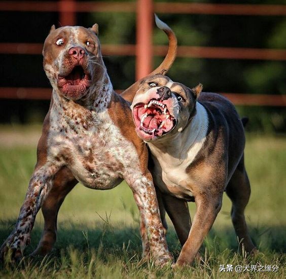 世界上5种最大的獒犬,比藏獒还厉害的10种犬