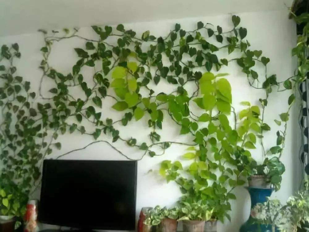 阿司匹林药片如何兑水浇花,阿司匹林营养液合用浇花好吗