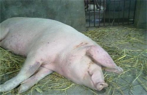 母猪子宫内膜炎的病因与防治方法,如何治疗母猪子宫内膜炎