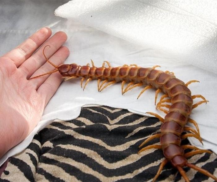 盘点那些神秘巨型生物,真实的10大巨型生物