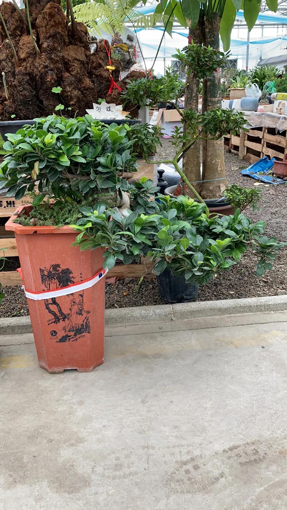 沈阳大东北花卉批发市场地址,沈阳大北花卉市场