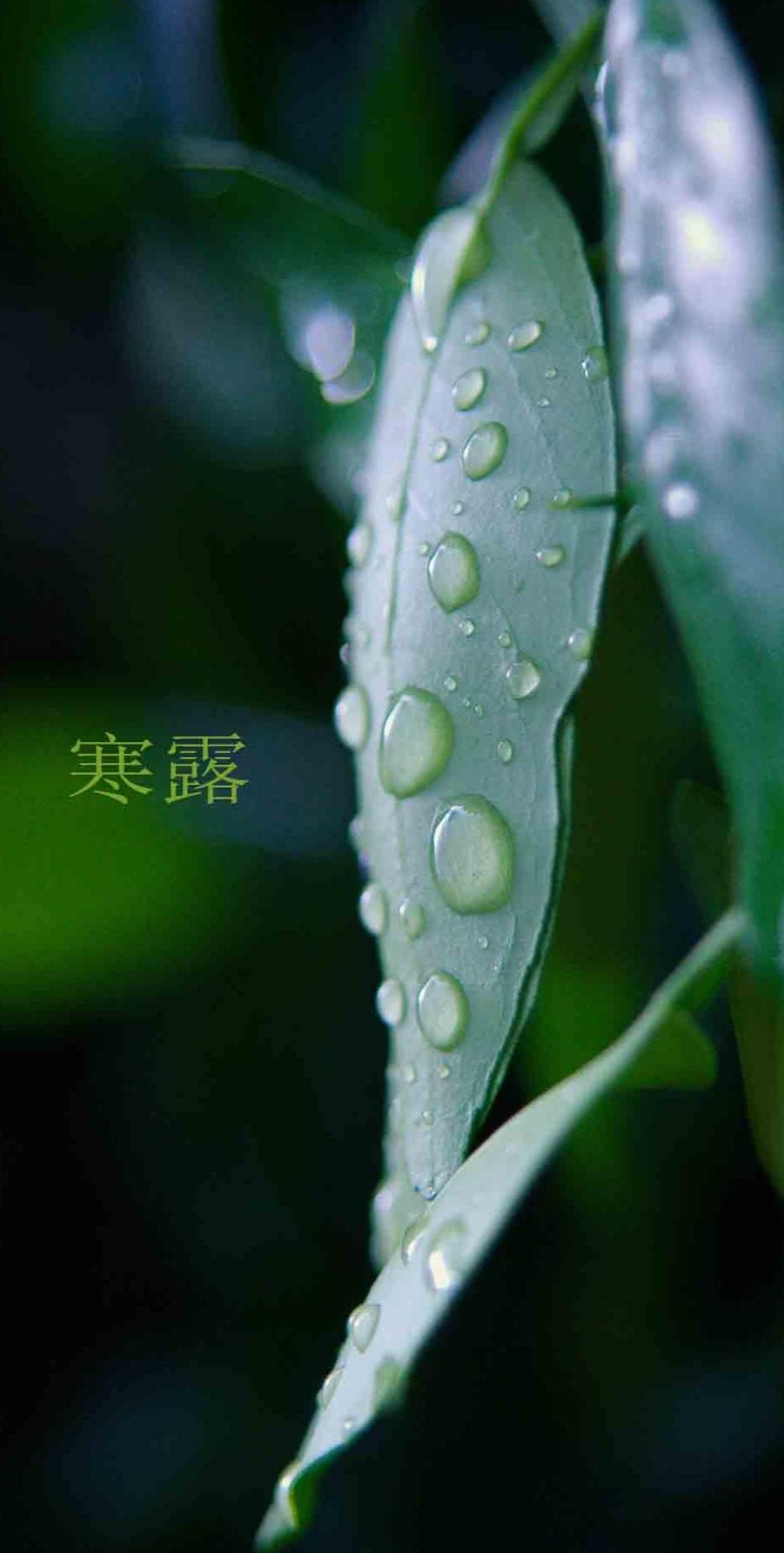 2022年10月8号寒露节气到来的时间,2022年10月8日寒露第几个节气