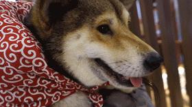 撸柴宠物乐园,广州番禺撸狗圣地