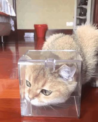 濂藉鐨勭尗鍜捇杩涚洅瀛愰噷,濂藉鐚挭閽诲叆鑽変笡宸ㄦ礊