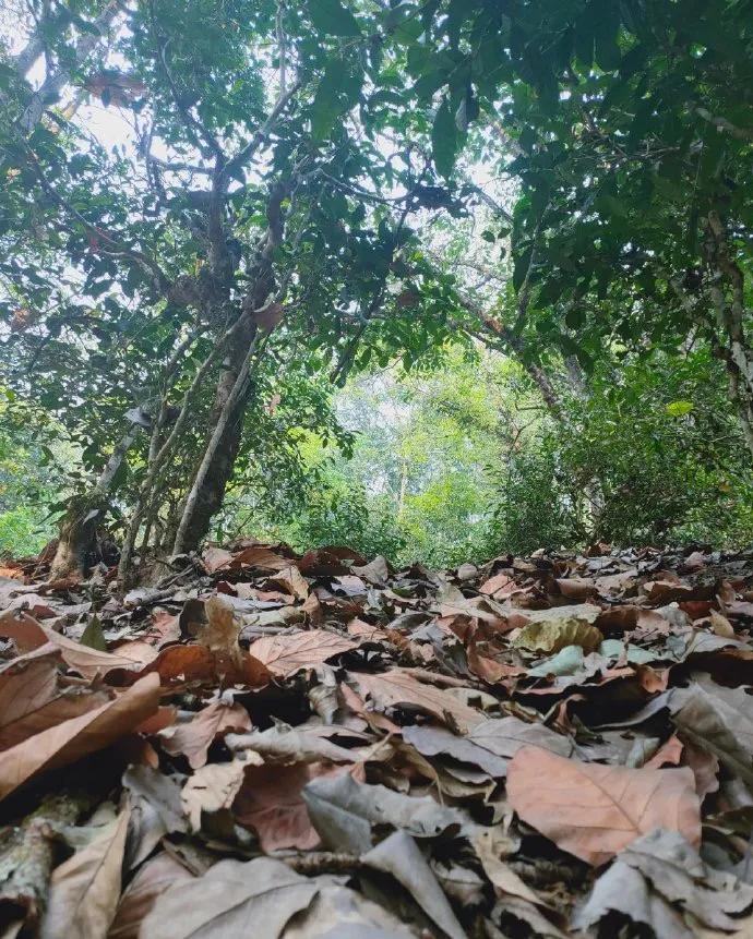 景迈普洱茶性价比,景迈纯古木流芳