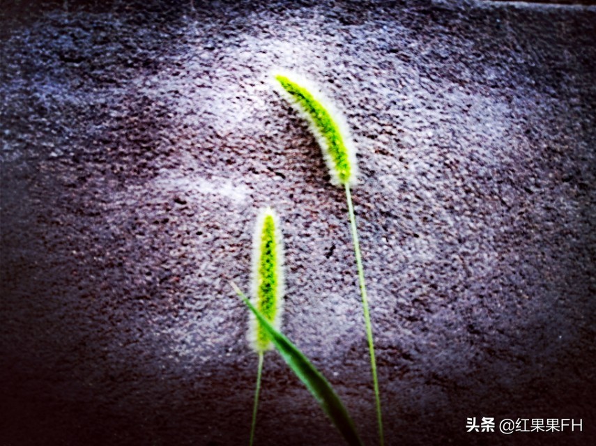 狗尾巴草也有它独特的美,曾经不起眼的狗尾巴草