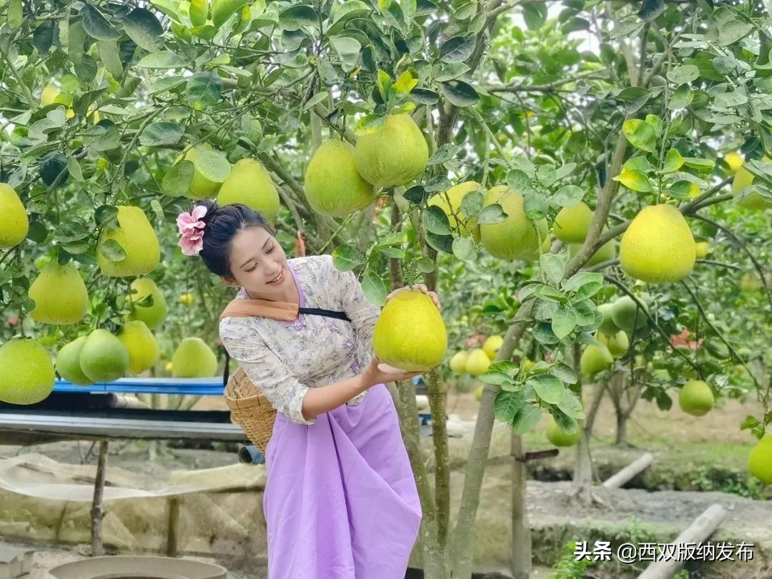 幸福打洛产业振兴路上瓜果飘香